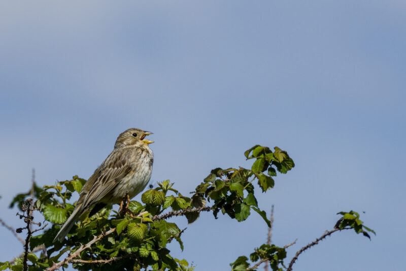 Bruant proyer chantant